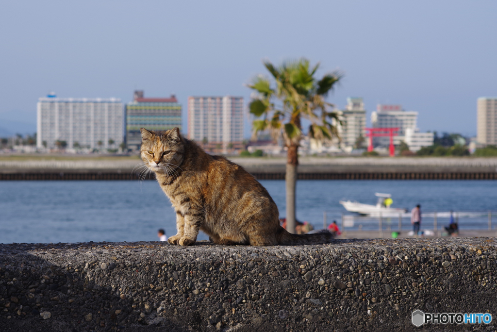 ねこ　その６０４