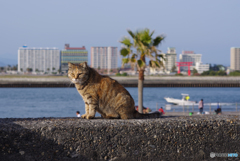 ねこ　その６０４