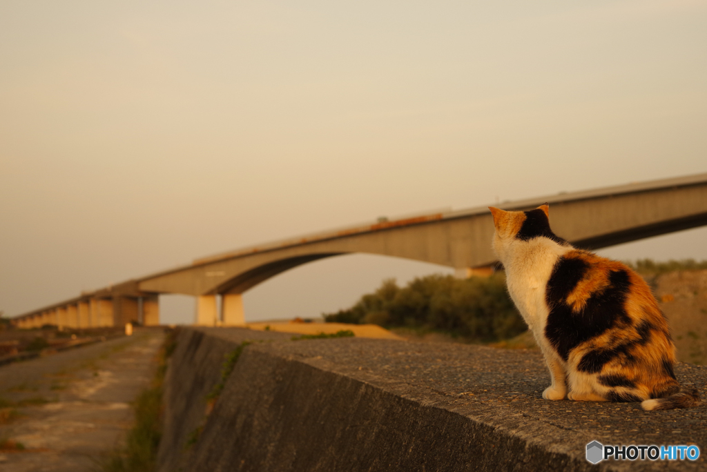 ねこ　その６２３