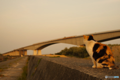 ねこ　その６２３