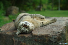 ねこ　その７４