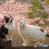ねこ　その５１９