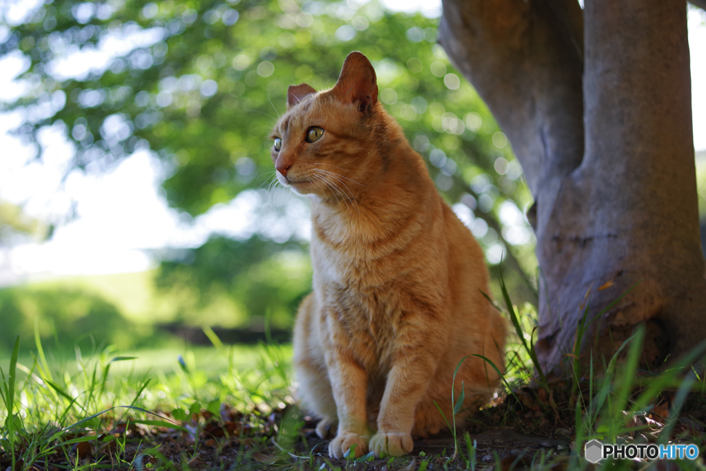 ねこ　その６５３