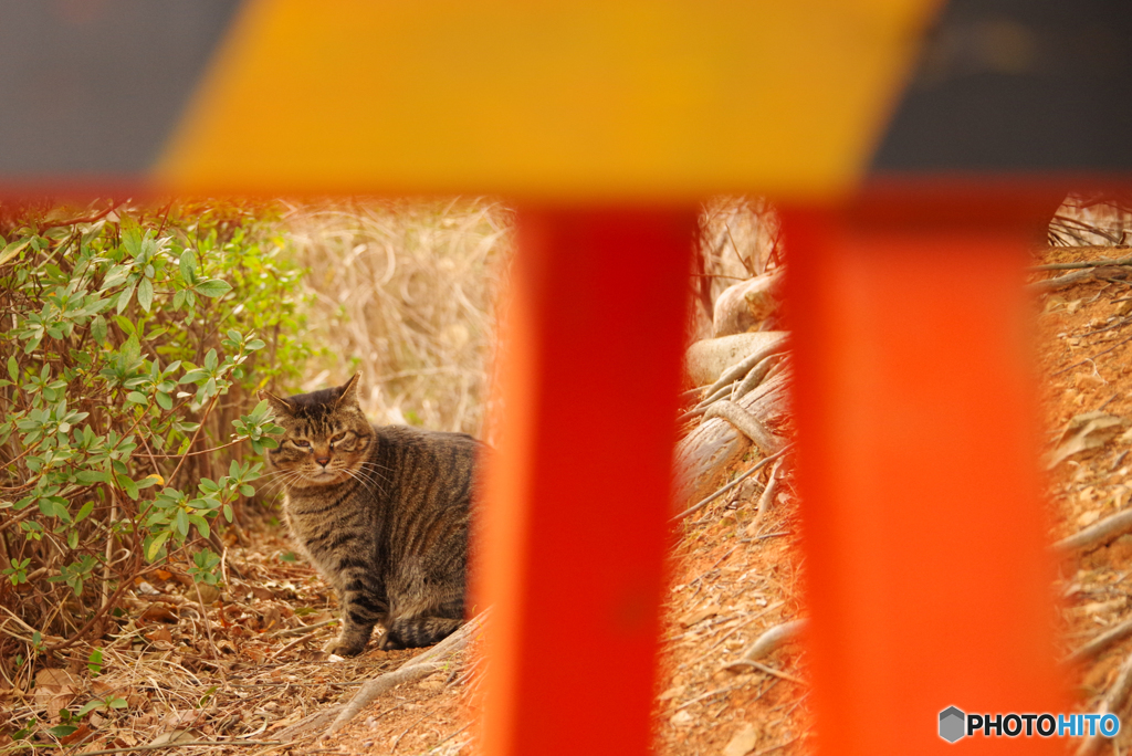 ねこ　その４７４
