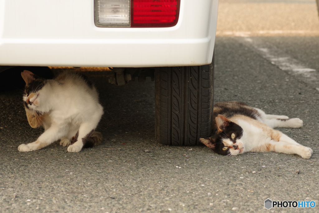 ねこ　その６８５