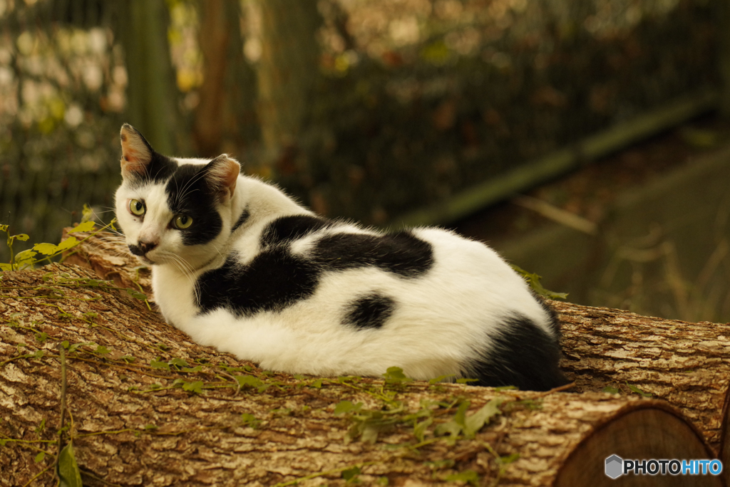 ねこ　その８３１