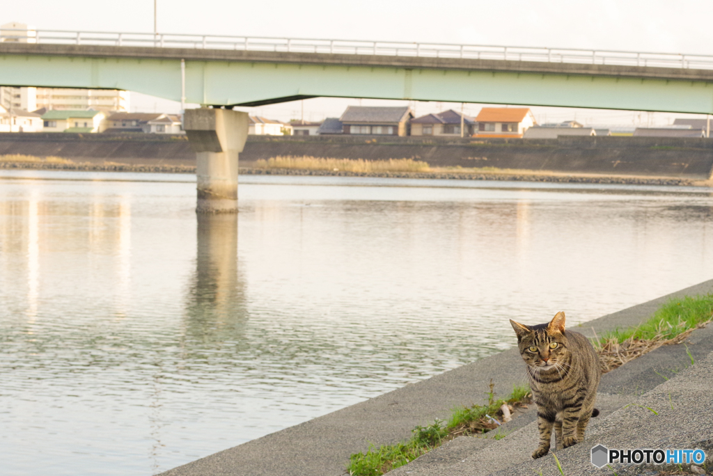 ねこ　その９９６