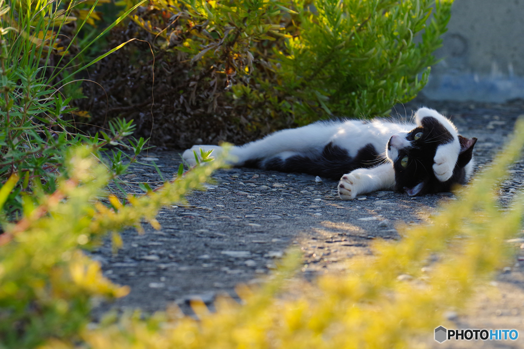 ねこ　その８０１