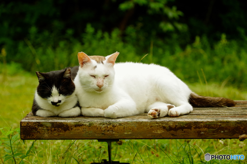 ねこ　その１１８
