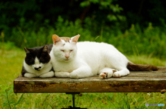 ねこ　その１１８