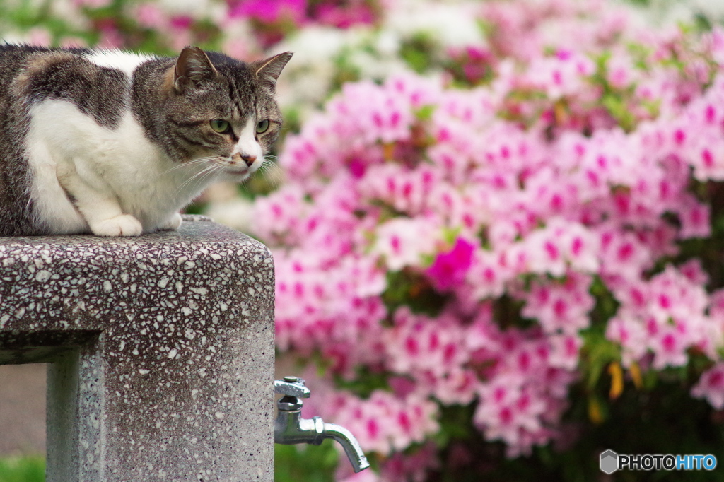 ねこ　その６６