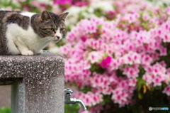 ねこ　その６６