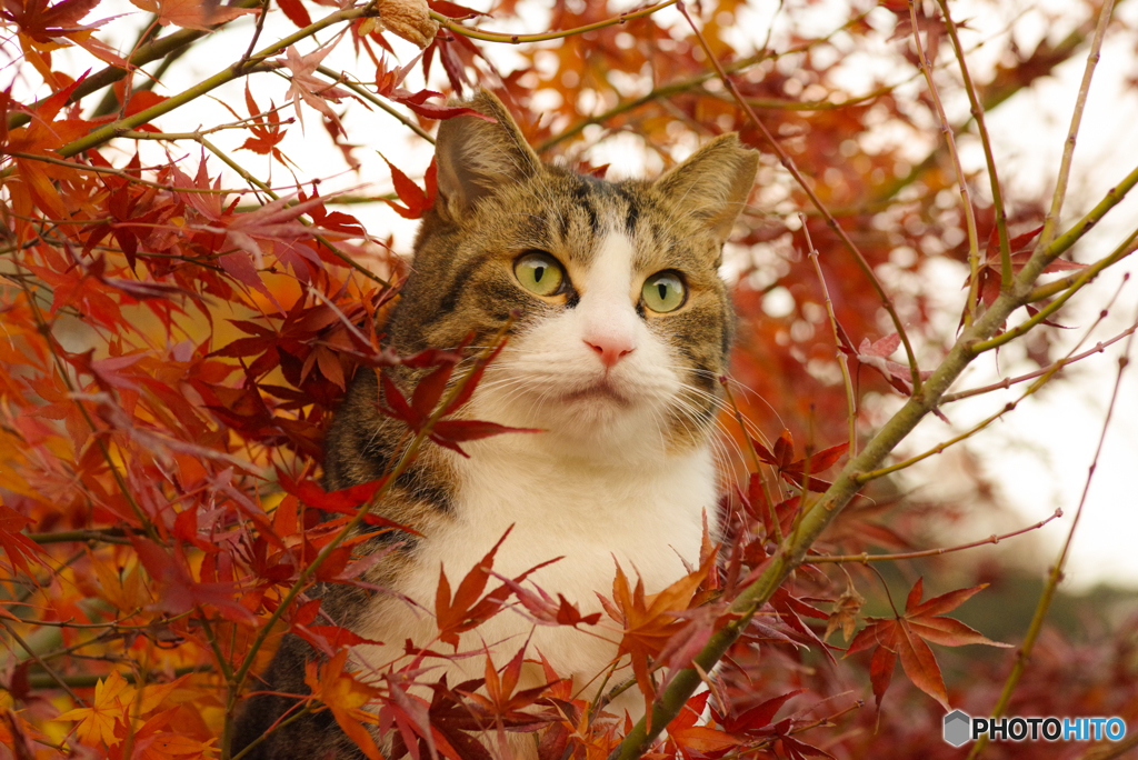 ねこ　その４１０
