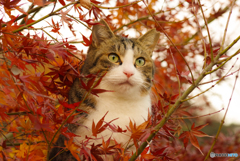 ねこ　その４１０