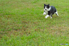 ねこ　その３１２
