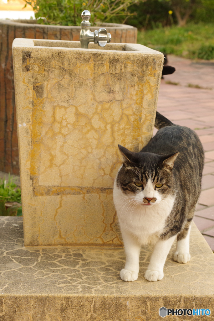ねこ　その１０３４