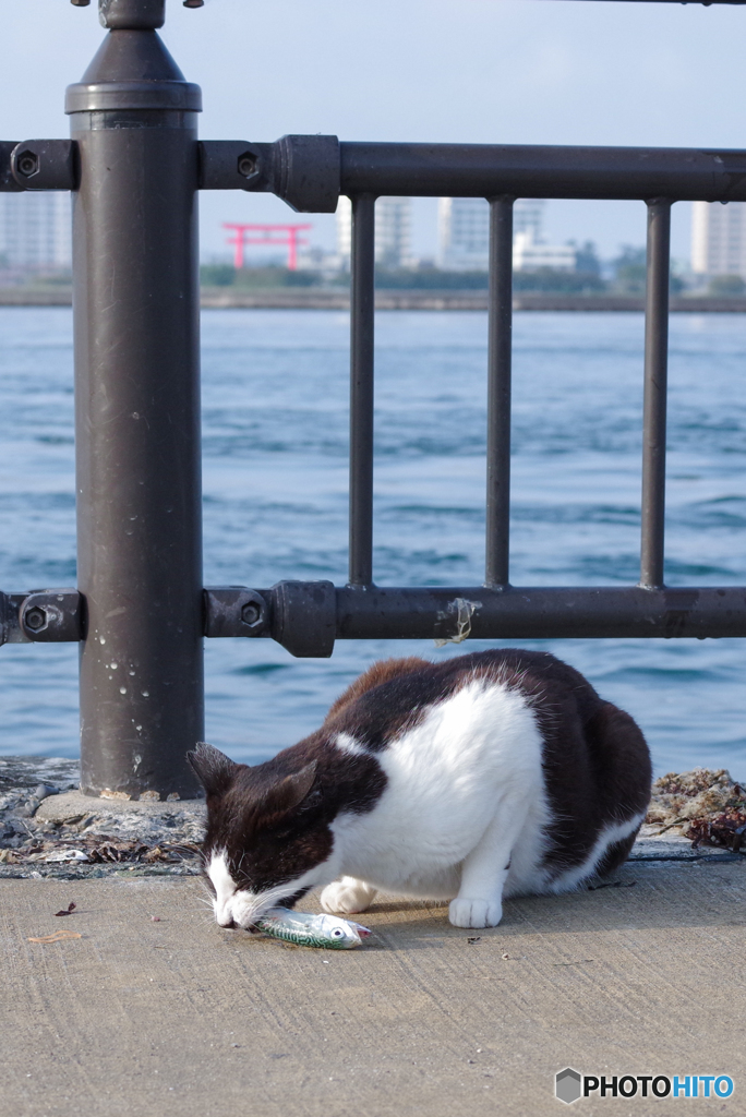 ねこ　その７１８