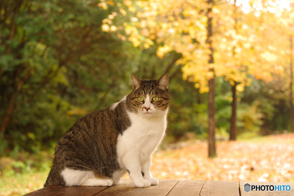 ねこ　その３５５