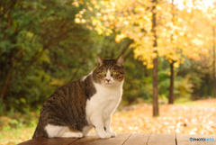 ねこ　その３５５