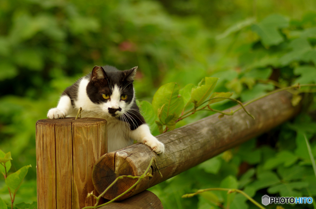 ねこ　その１７３