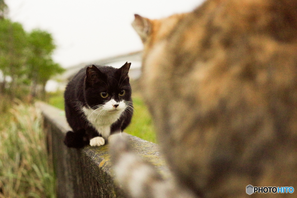 ねこ　その１０１８