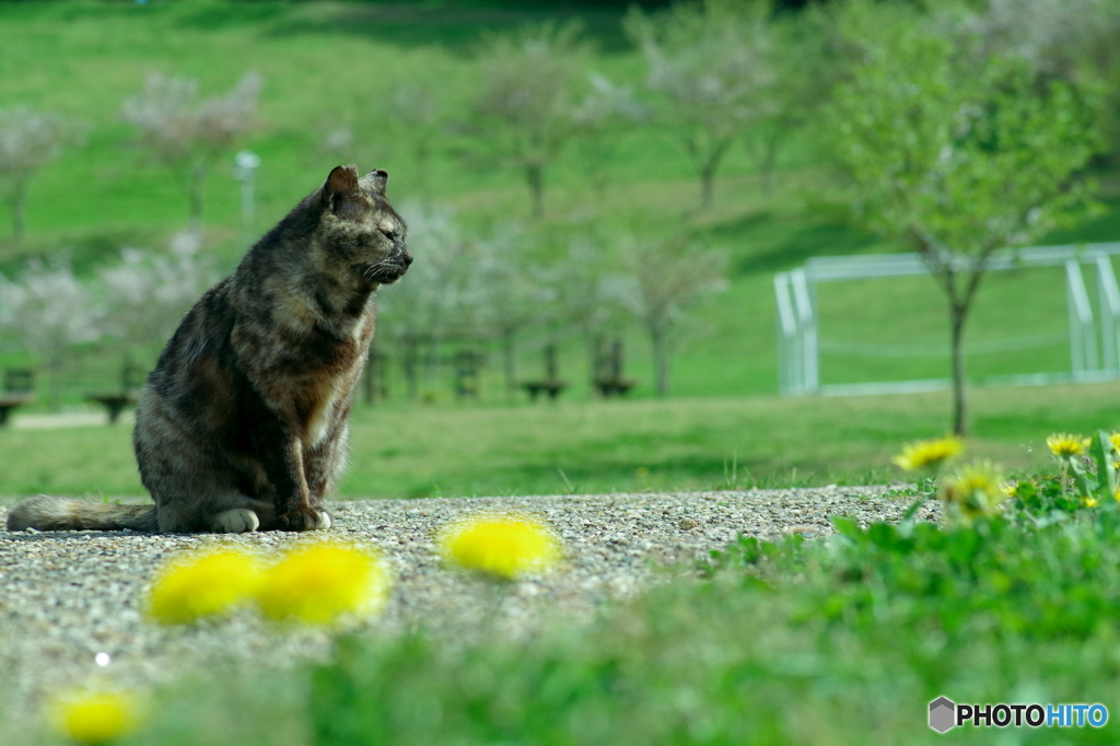 ねこ　その４０