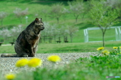 ねこ　その４０