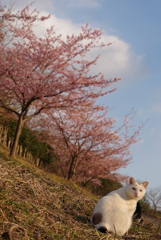 ねこ　その５３９