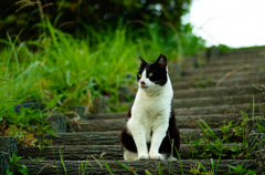 ねこ　その９４