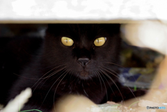 ねこ　その６９３