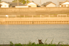 ねこ　その８５９