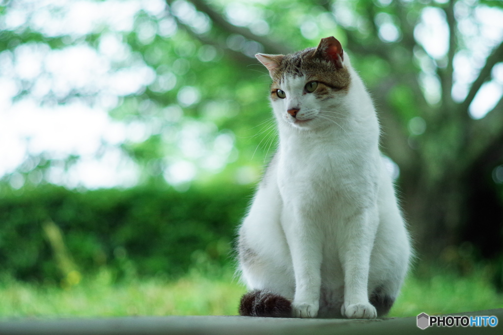 ねこ　その７０