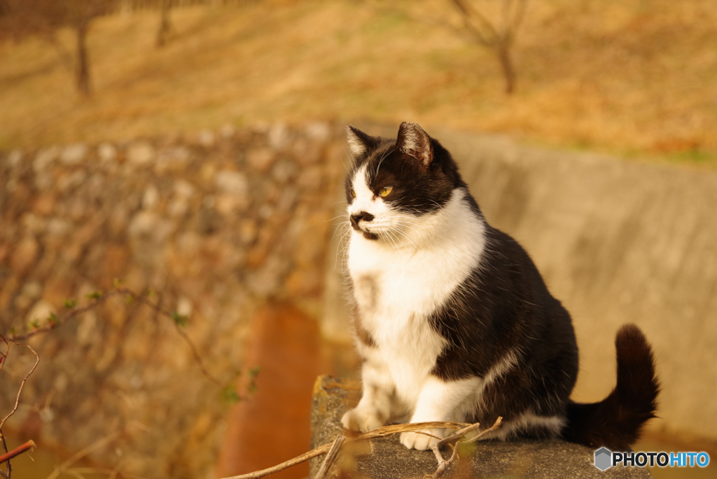 ねこ　その４７０