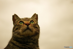 ねこ　その５７２