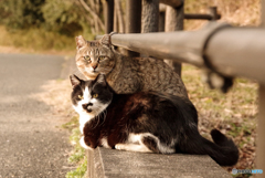 ねこ　その５４５