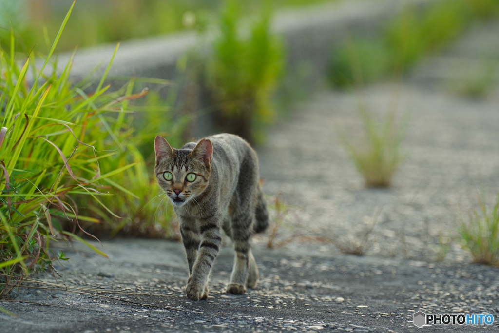 ねこ　その７６６
