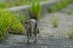ねこ　その７６６