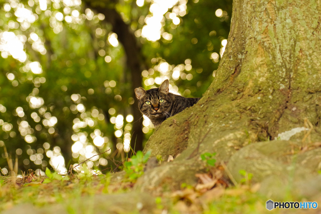 ねこ　その８３４