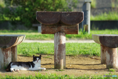 ねこ　その７３６