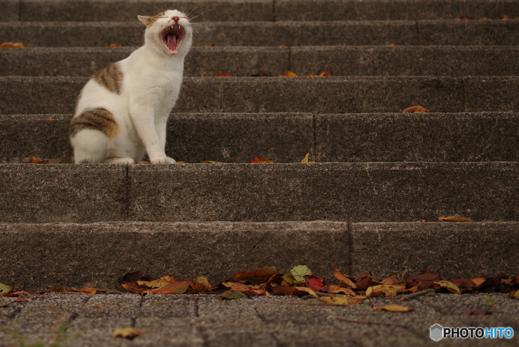 ねこ　その２７４