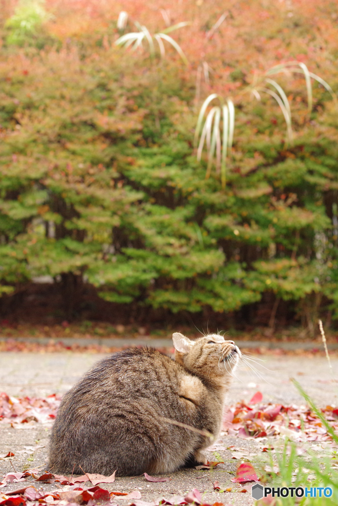 ねこ　その３５９