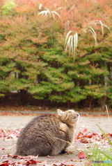 ねこ　その３５９