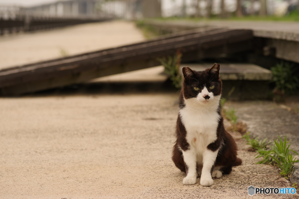 ねこ　その７１４
