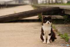 ねこ　その７１４