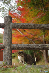 ねこ　その３８５