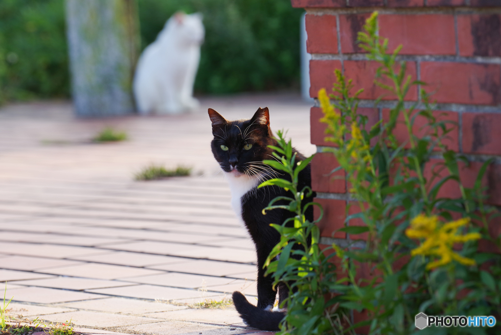 ねこ　その９９４