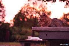 ねこ　その２３６