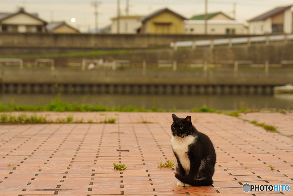 ねこ　その９２９