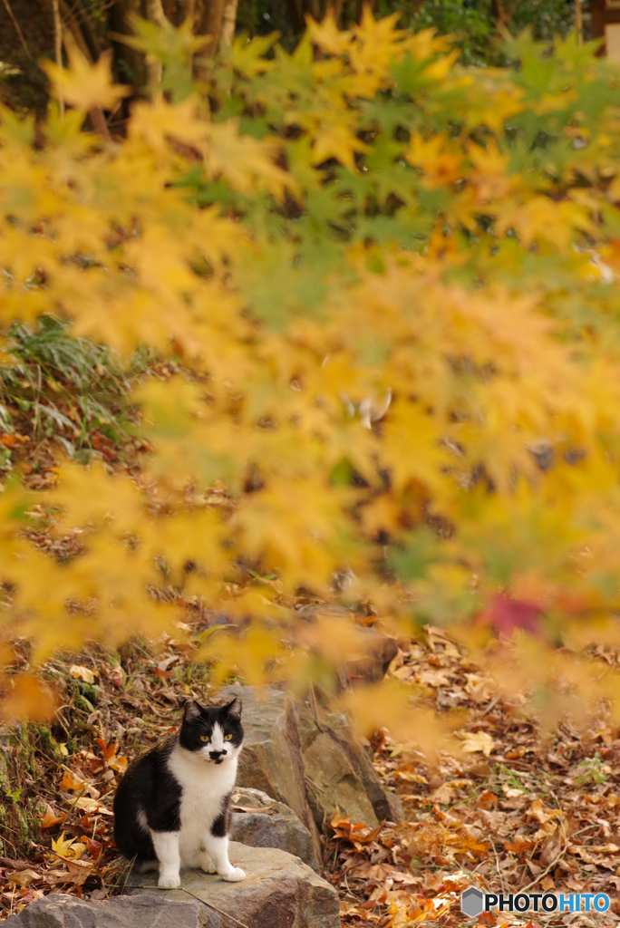 ねこ　その３７２