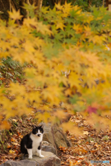 ねこ　その３７２